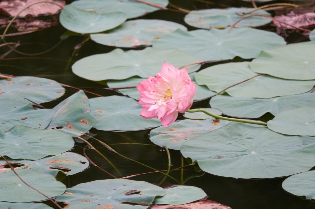 Deepanjali Wellness & Retreat Thanniyam Ngoại thất bức ảnh